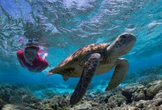 Lady Elliot Island Eco Resort Екстер'єр фото