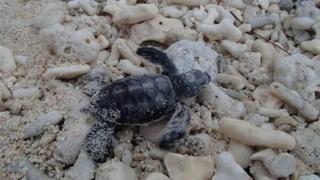 Lady Elliot Island Eco Resort Екстер'єр фото