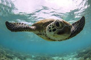 Lady Elliot Island Eco Resort Екстер'єр фото